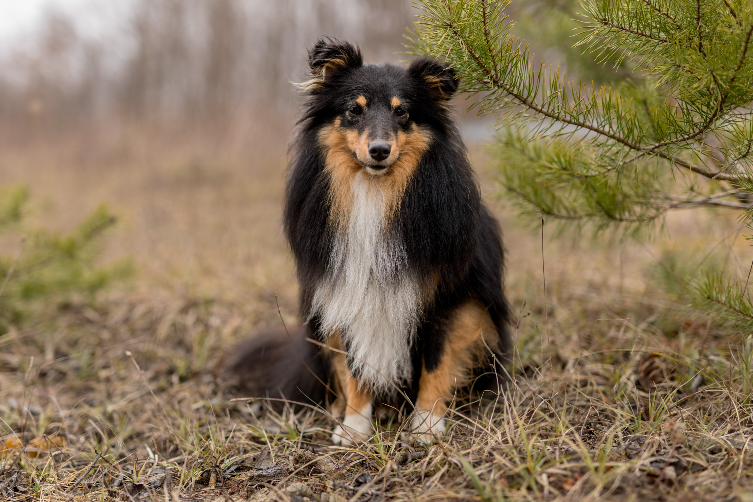 Beispiel der Schaerfentiefe 50mm Blende 1.8