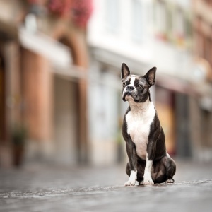 Fur Mex Aus Der Schweiz Ist Bei Wanderungen In Den Schweizer