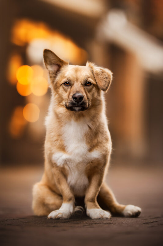 Corgi sitzt in der city von rheinfelden