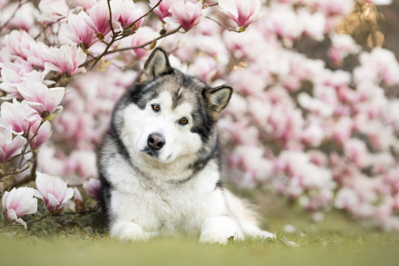Fotoshooting mit Hund in der Schweiz