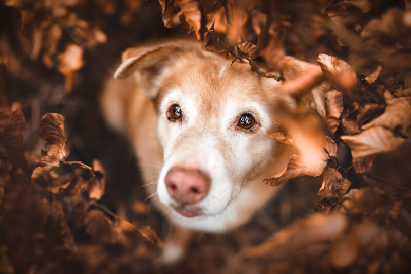 Mischlingshund Hundefotografie schweiz