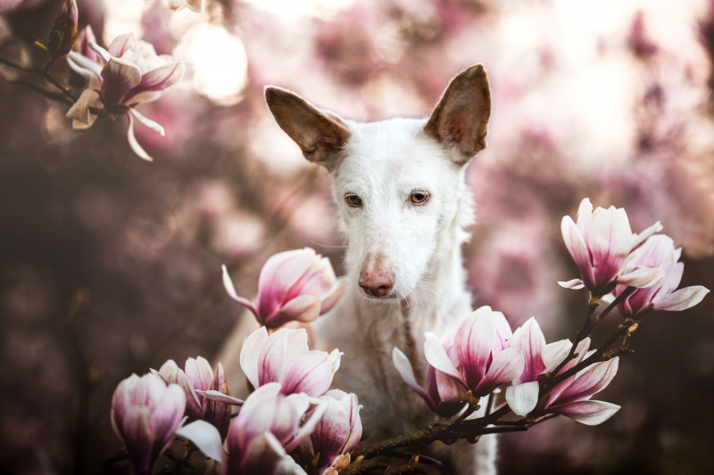 Podenco portraetiert in einer bluehenden Magnolie in Rheinfelden Schweiz
