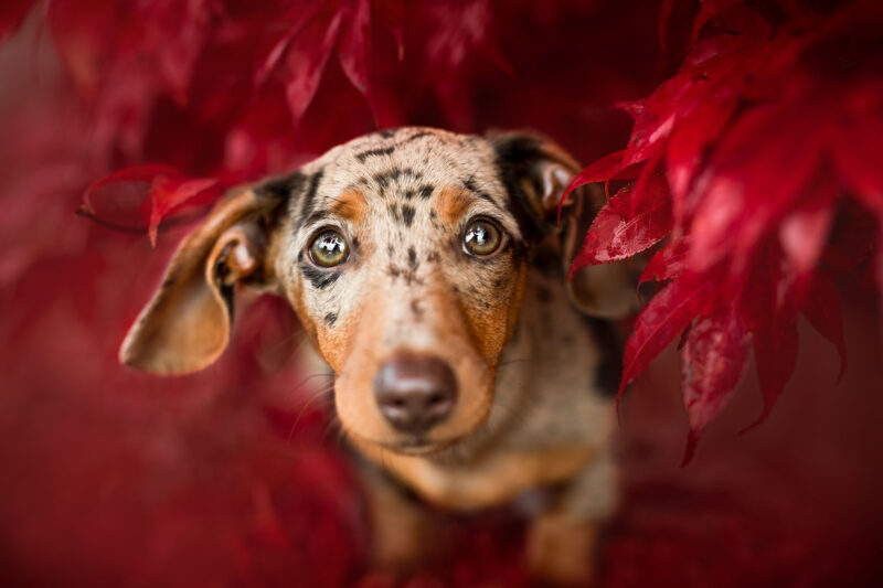 Fotoshooting Welpe Schweiz Bern Hundefotoshooting