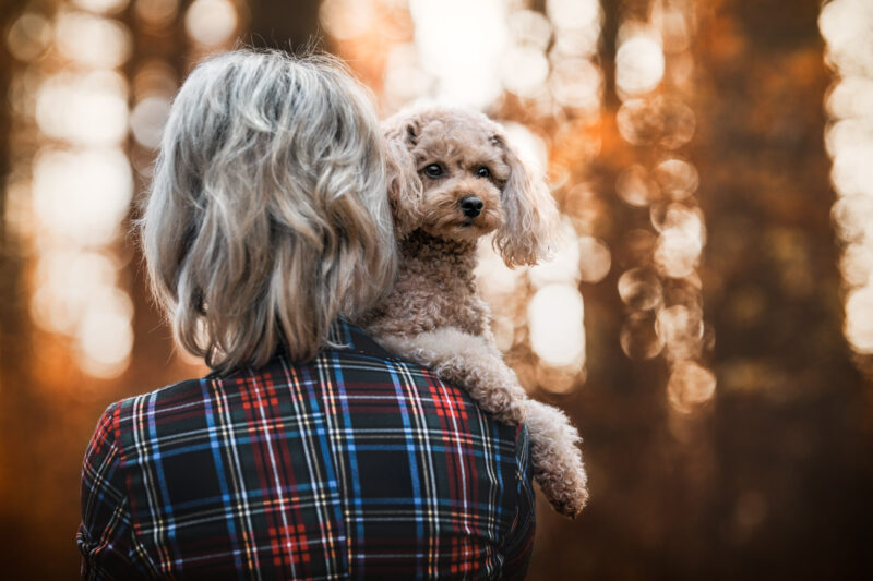 Hundefotoshooting Pudel Tierfotografie Tierfotoshooting Schweiz