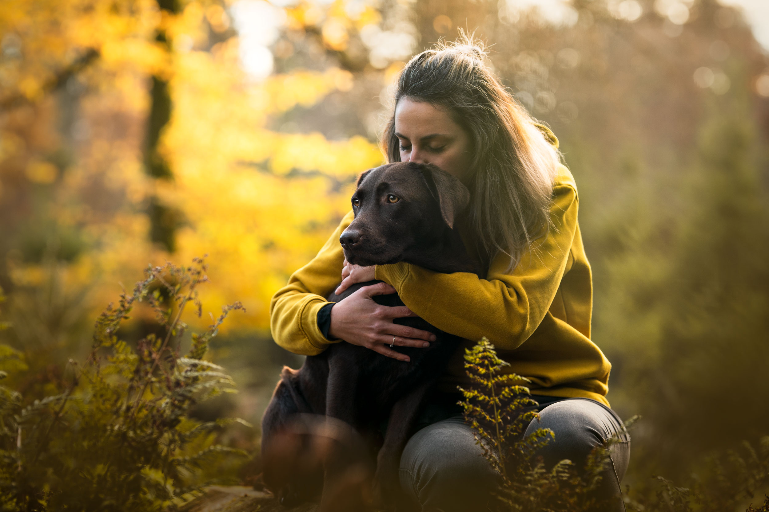 brauner Labrador im Arm
