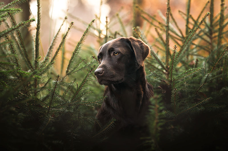 brauner labrador im Tannenwald