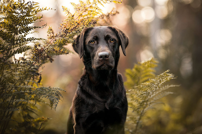 Hundefotoshooting Herbst Schweiz labrador Tierfotografie Bern
