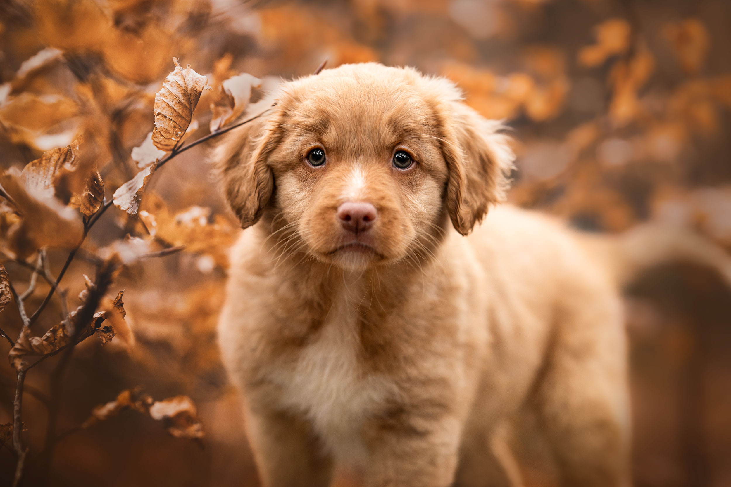 Fotoshooting Hunde Welpen Schweiz Hundefotoshooting Hundefotografie Toller Welpe