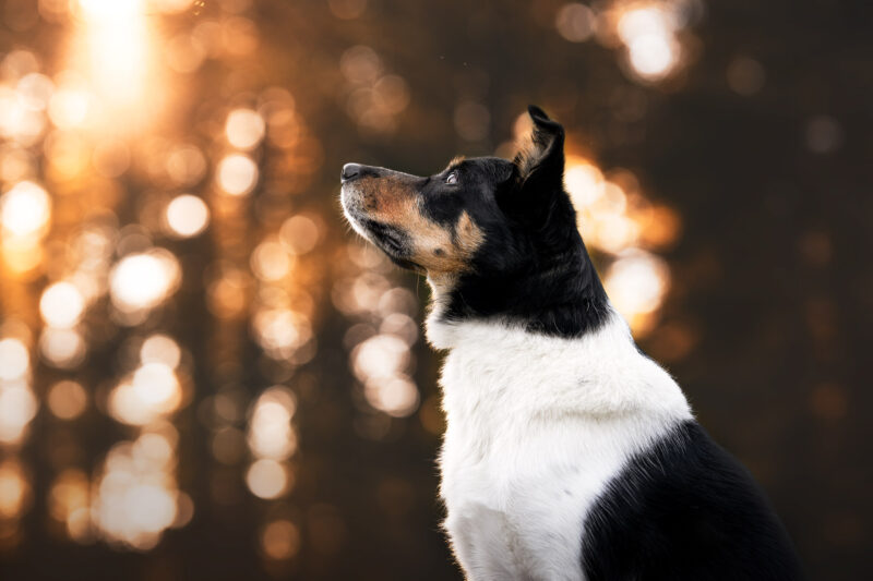 Hundefotoshooting Sonnenuntergang Schweiz Bern