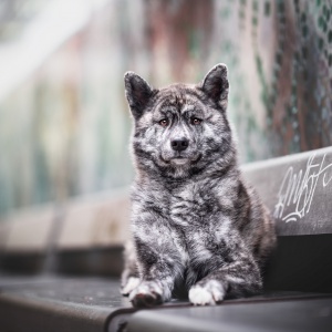 Japanischer Akita auf einer Bank in Basel