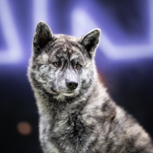 Japanischer Akita vor Graffiti Hundefotografie in der Schweiz Photo-Passion Denise Czichocki