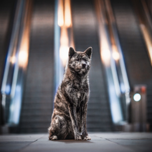 Akita sitzend im Bahnhof in Basel