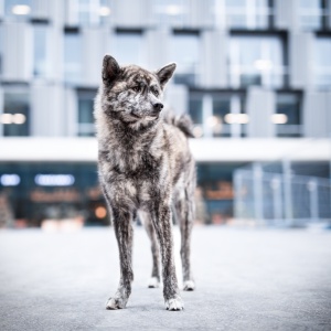 Akita stehend