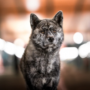 Akita von vorne