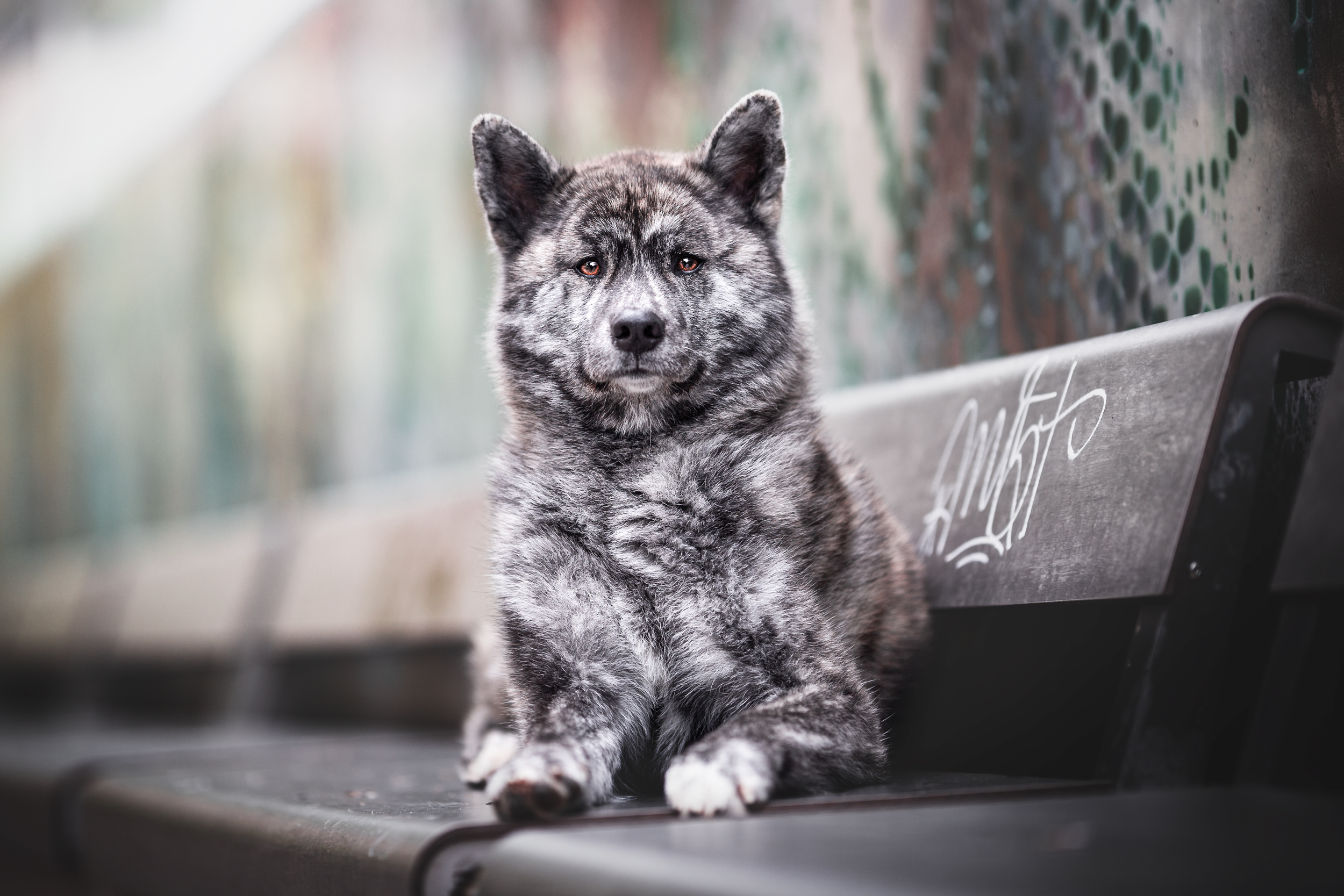 Japanischer Akita liegt Hundefotografie Schweiz Photo-Passion Denise Czichocki Japanischer Akita liegt Hundefotografie Schweiz Photo-Passion Denise Czichocki
