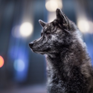 Japanischer Akita seitlich
