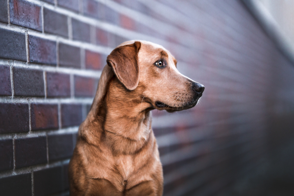 Einzelcoaching Hund und Menschfotografie Hundefotografie Photo