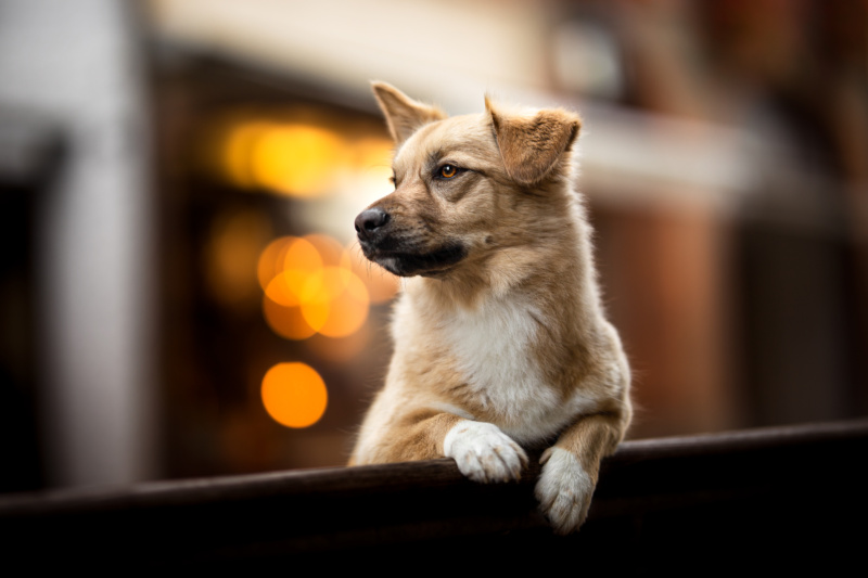 Corgimischling schaut seitlich Hundefotografie in der Schweiz Photo-Passion