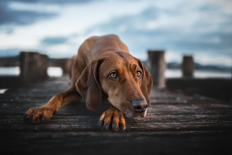 Weimaraner Mischling liegt mit Kopf auf dem Boden Hundefotografie Schweiz Photo-Passion Denise Czichocki