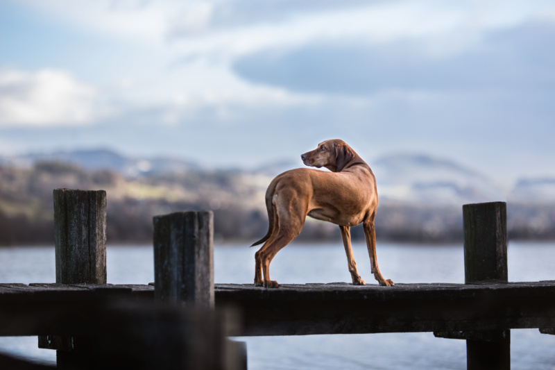 Weimaraner Mischling stehend