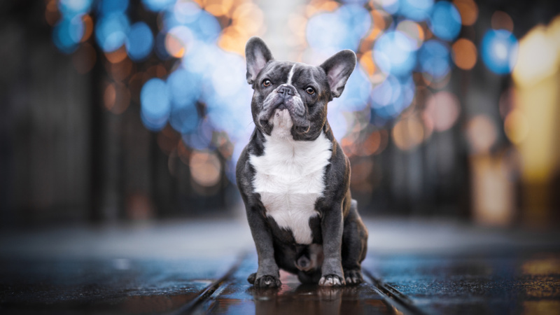 Franzoesische Bulldogge Hundefotografie Schweiz Photo-Passion Denise Czichock
