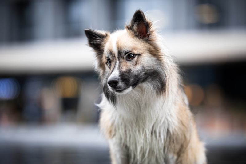 Islandhund schaut nach unten