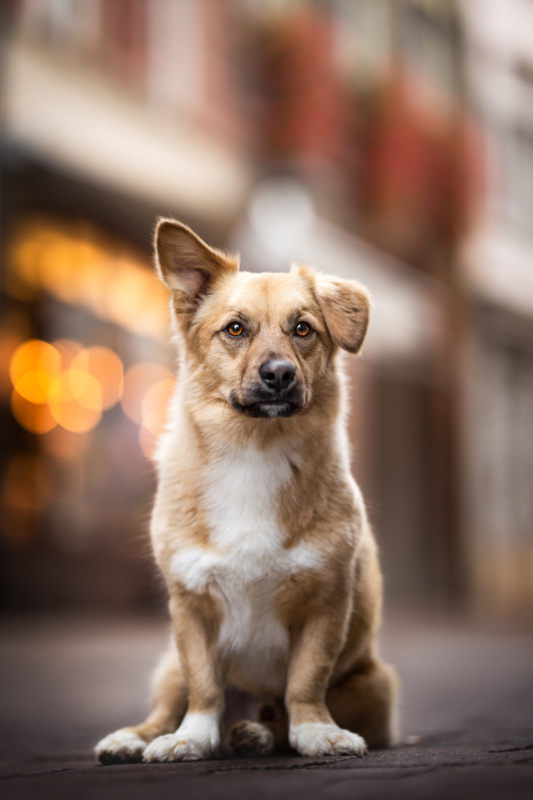 Corgimischling sitzend HUndefotograf Schweiz Photo-Passion