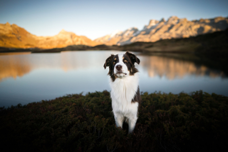 Australian Shepherd am Tannsee