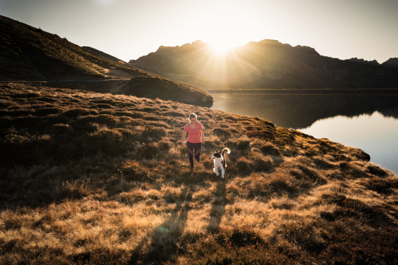 Australian Shepherd rennt