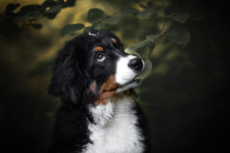Berner Sennenhund Welpe kaut am Blatt