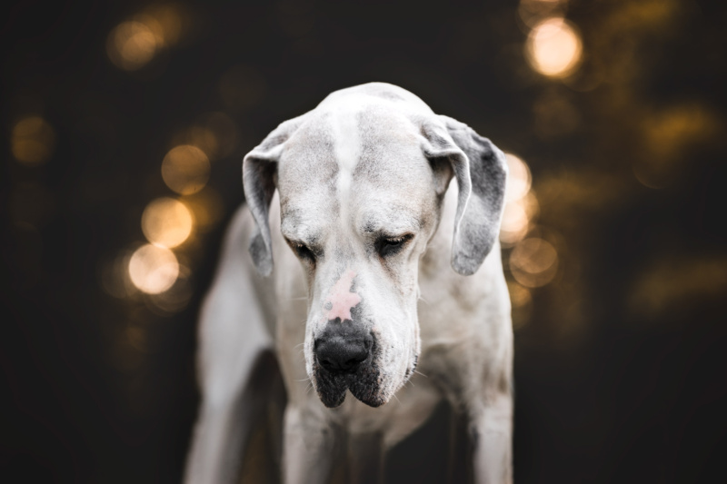 Hundefotoshooting alter Hund Schweiz Bern Basel