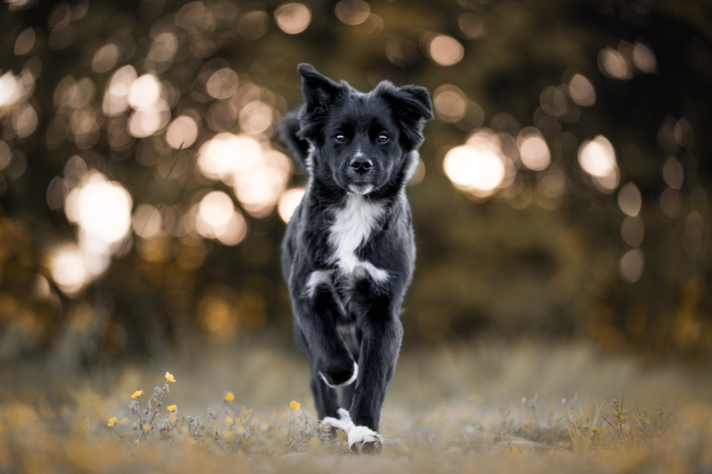 Hundefotoshooting in der Schweiz Mischlingswelpe rennt im Gras