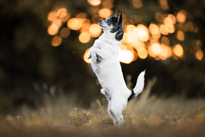 Hundefotografie Schweiz Chihuahua macht Maennchen