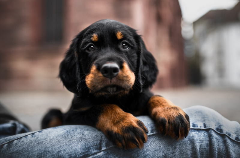 Gordon Setter Welpe liegend