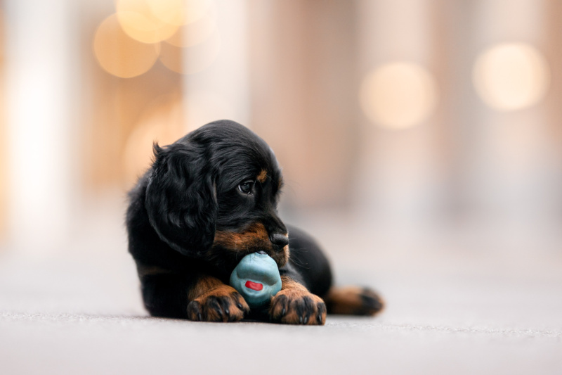 Gordon Setter Welpe spielt mit Hundespielzeug