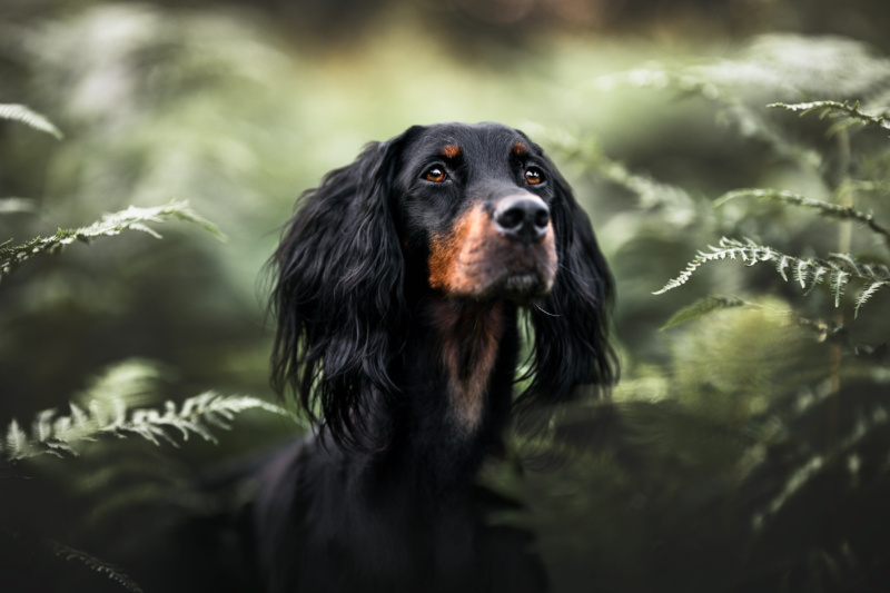 Gordon Setter steht im Farn