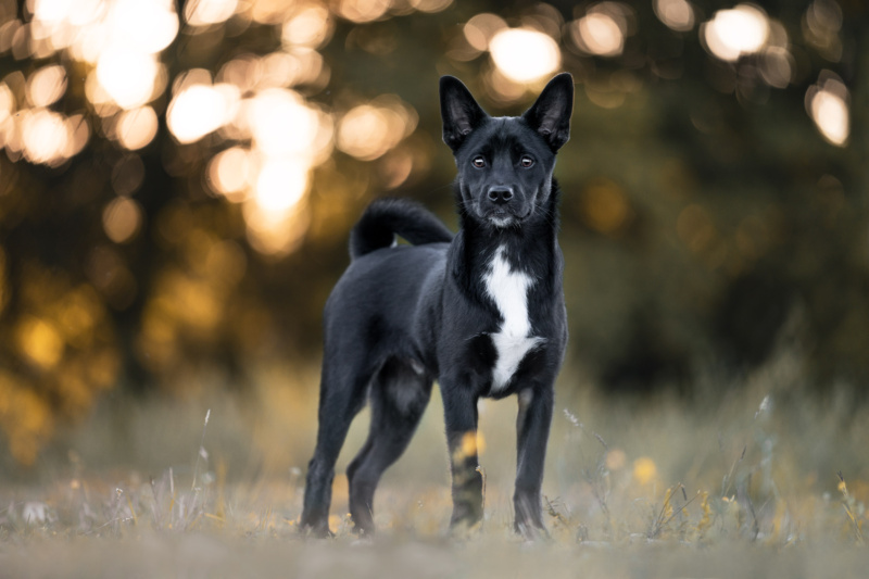 Hundefotografin Schweiz Schwarzer Mischlingshund steht im Gras Hundefotoshooting in der Schweiz
