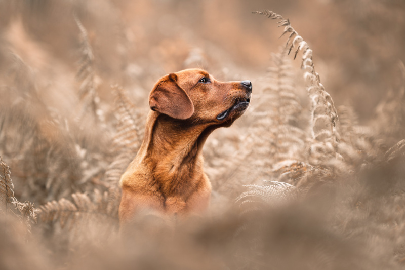 Foxred Labrador schnuppert in der Luft