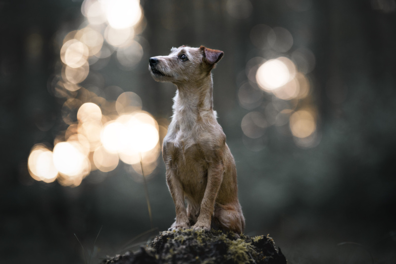 Jack-Russel Mischling sitzt auf einem Baumstamm im Wald