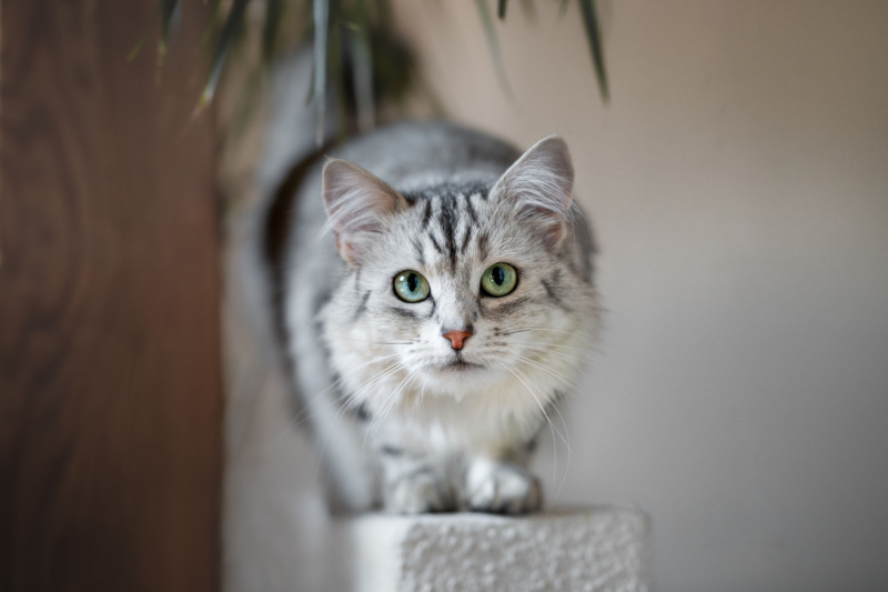 Fotoshooting mit Katze Katzenfotografie Schweiz