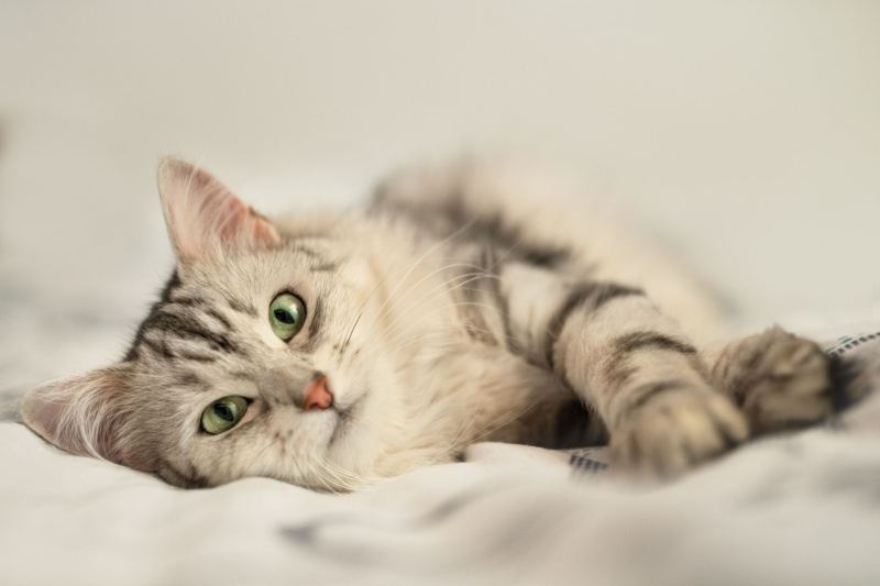 graue sibirische katze schmust auf bett