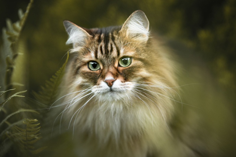Fotoshooting mit Katze Katzenfotografie Katzenfotoshooting Schweiz