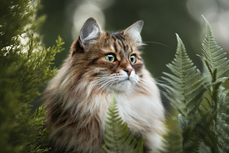 Fotoshooting mit Katze in der Schweiz