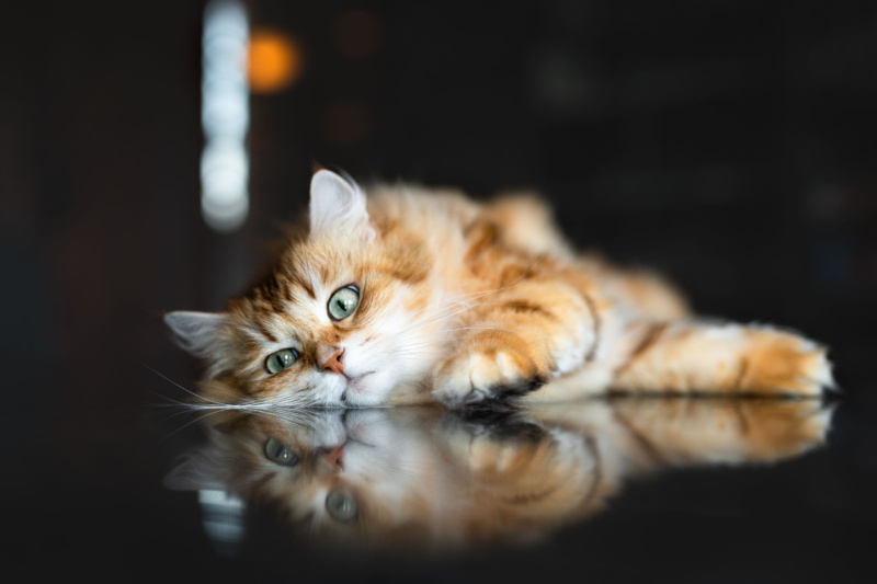 Fotoshooting mit Katze Katzenfotografie Katzenfotoshooting Schweiz