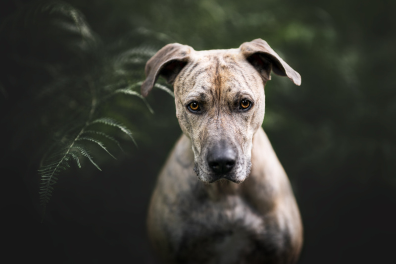 cimarron uruguayo Kopfportrait Hundefotografie Schweiz