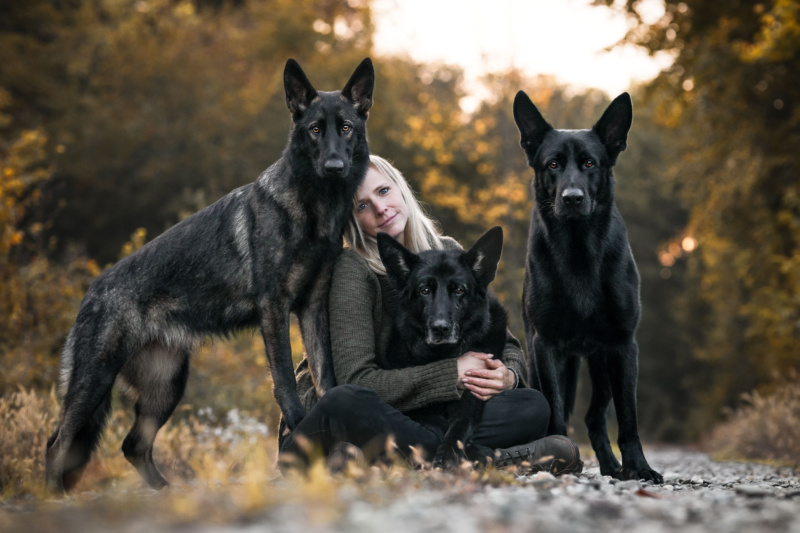 Deutsche Schaeferhunde liegend und sitzend im Wald Hundefotografie in der Schweiz