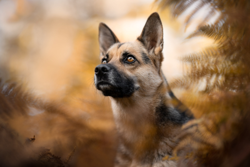 Schaeferhundmischling schaut aus braunem Farn hervor