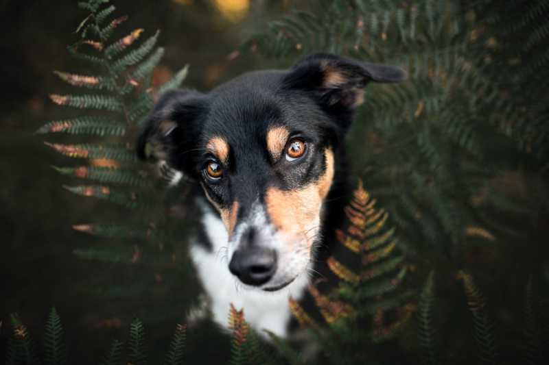 Hundefotoshooting Hundeportrait Schweiz Tierfotografie