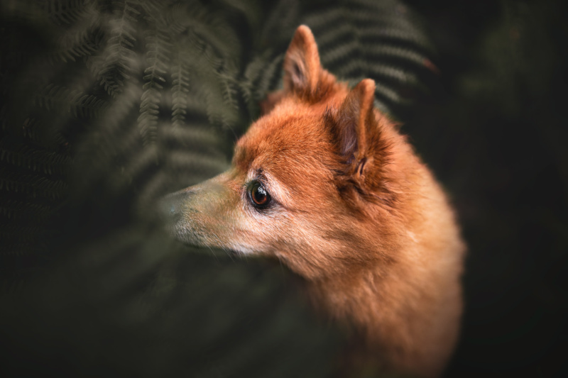 Roter Spitz versteckt im Farn Hundefotoshooting in der Schweiz
