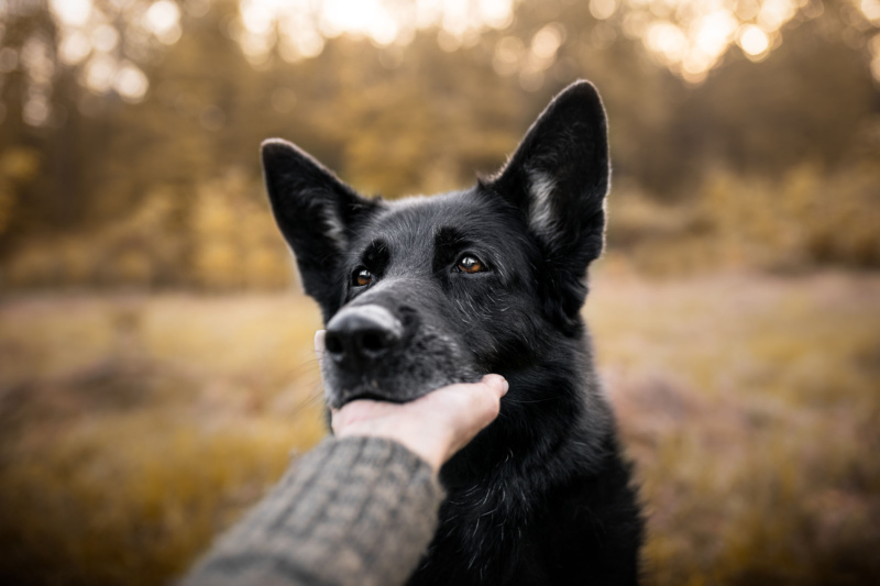 Augen eines schwarzen Schaeferhundes